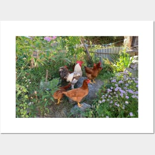 The rooster and his hens Posters and Art